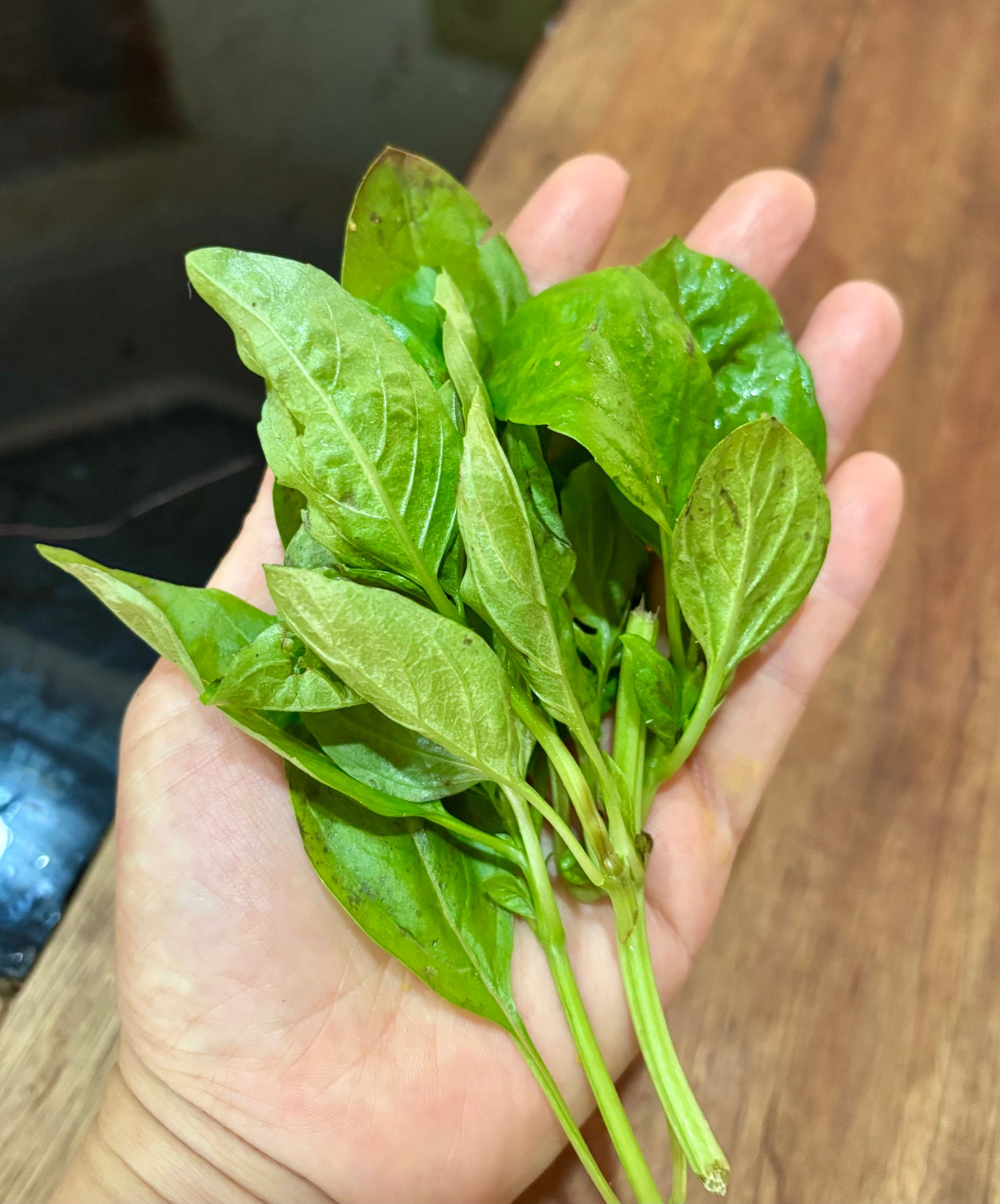Home Grown Organic Basil 10g