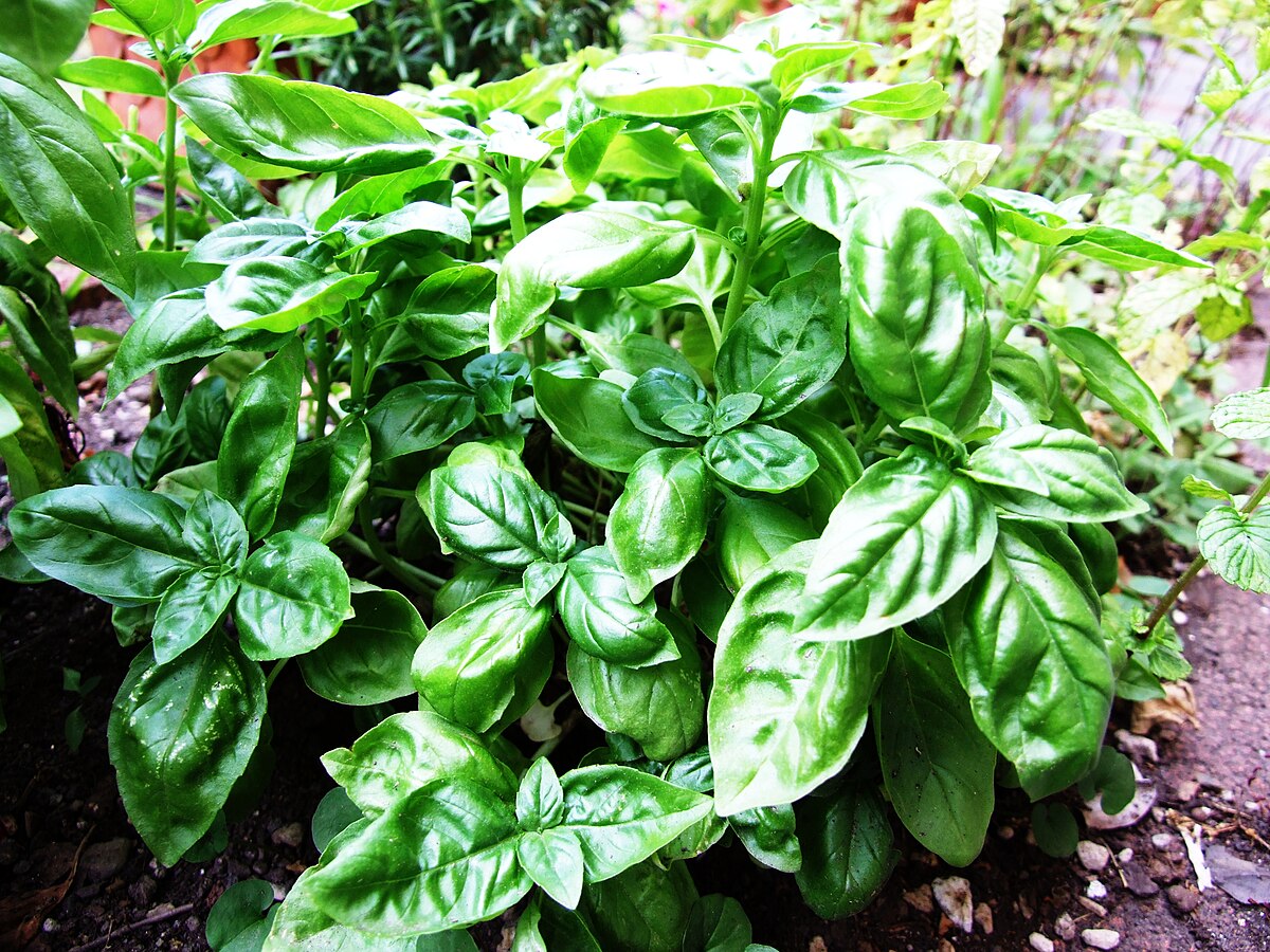 Home Grown Organic Basil 10g