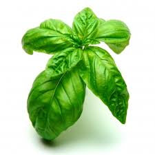 Home Grown Organic Basil 10g