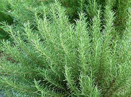 Home Grown Organic Rosemary 10g