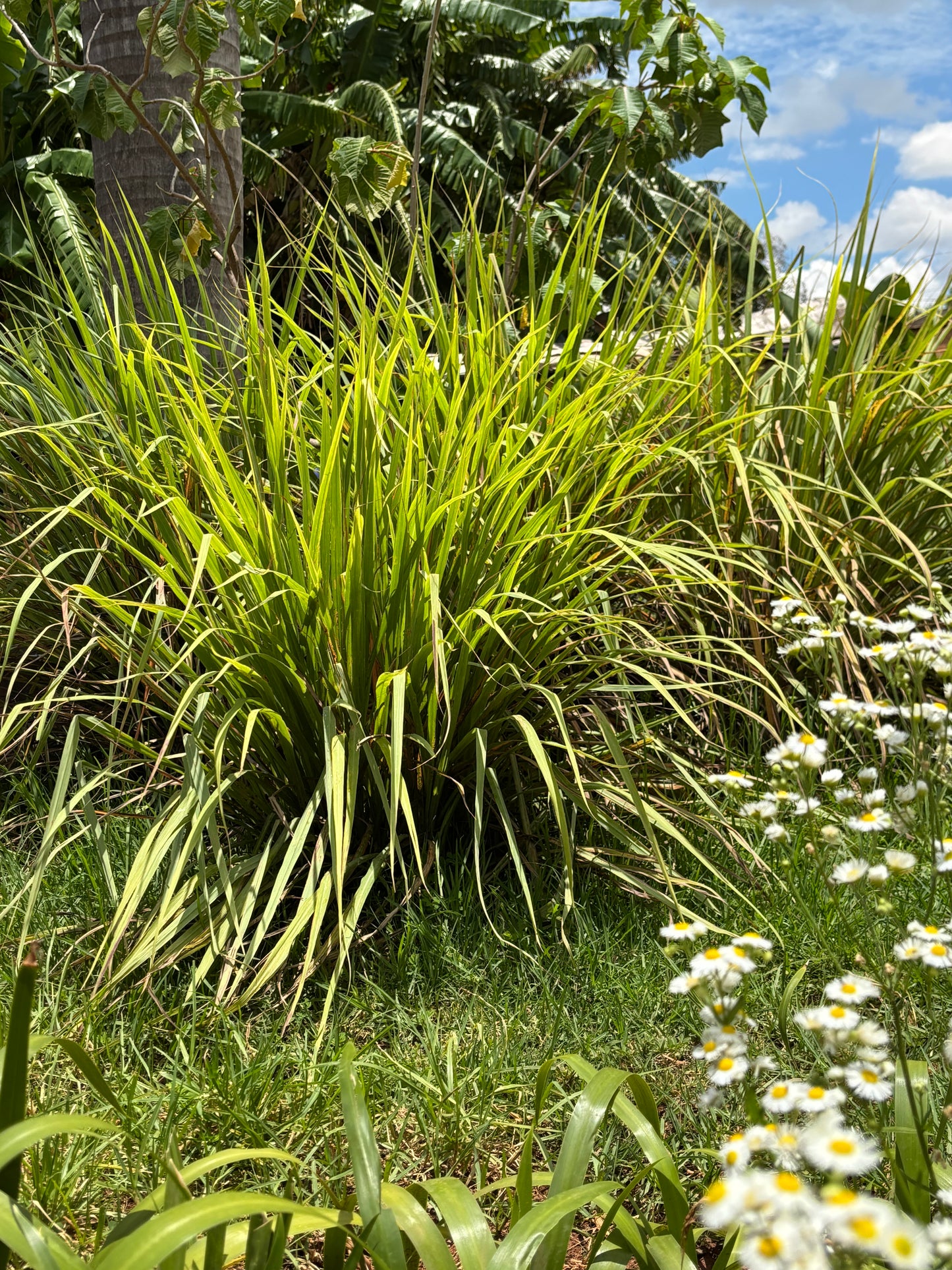 Home Grown Organic Lemongrass 50g