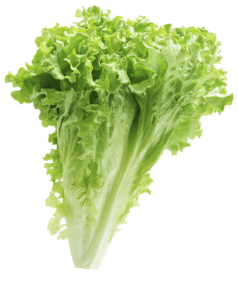 Lettuce Leafy
