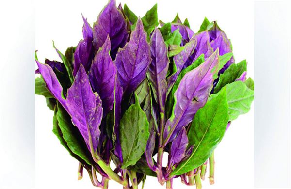 Home grown Gynura bicolor 300g