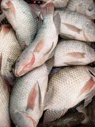 Itasy Lake Tilapia - Fresh frozen