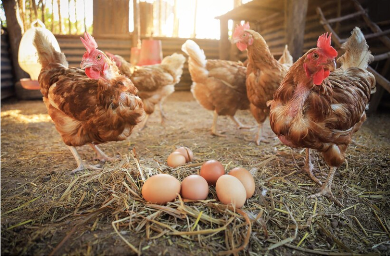 2/Feb Handpicked Farm Eggs – Limited to 30 Daily 55-65g/pc